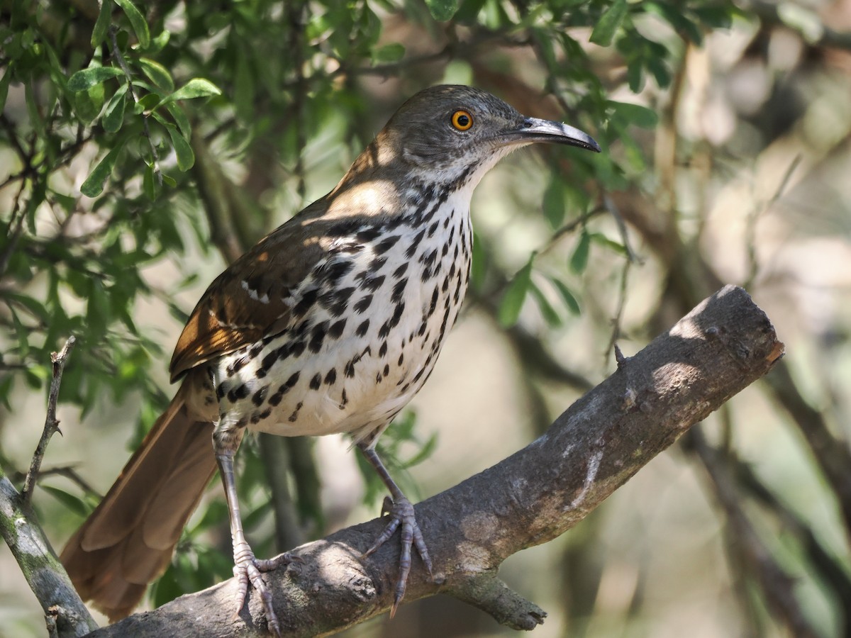 Long-billed Thrasher - ML632091129