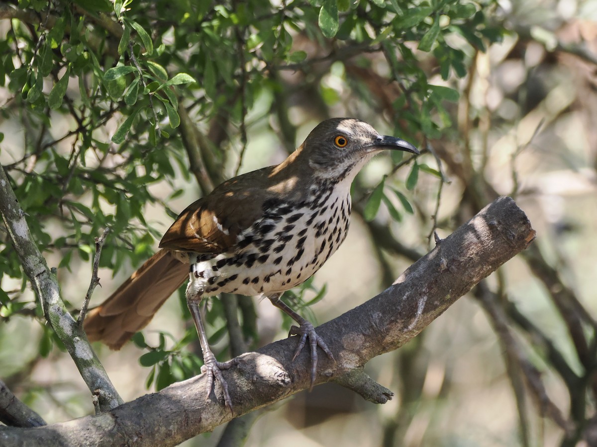 Long-billed Thrasher - ML632091132