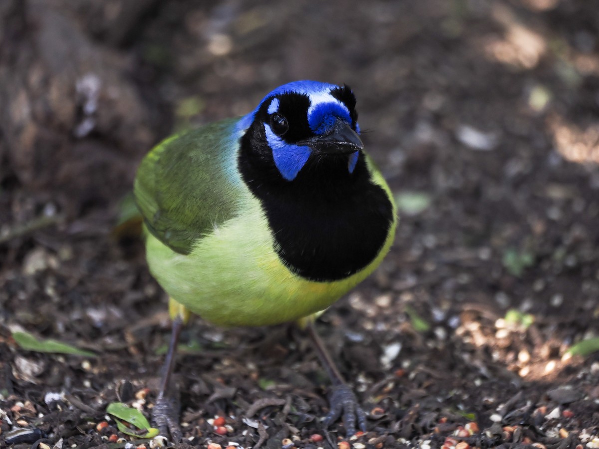 Green Jay - ML632091136