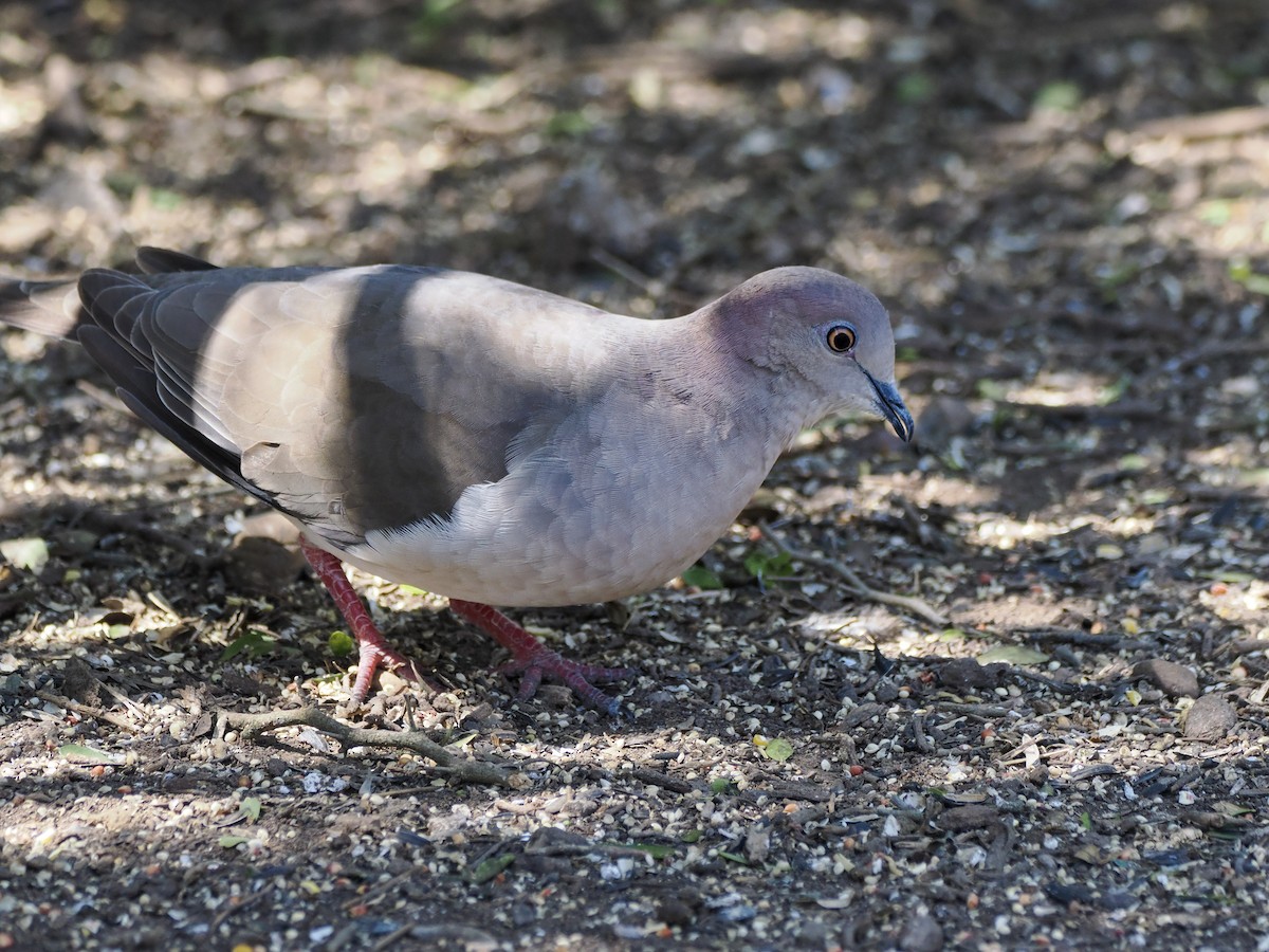White-tipped Dove - ML632091140