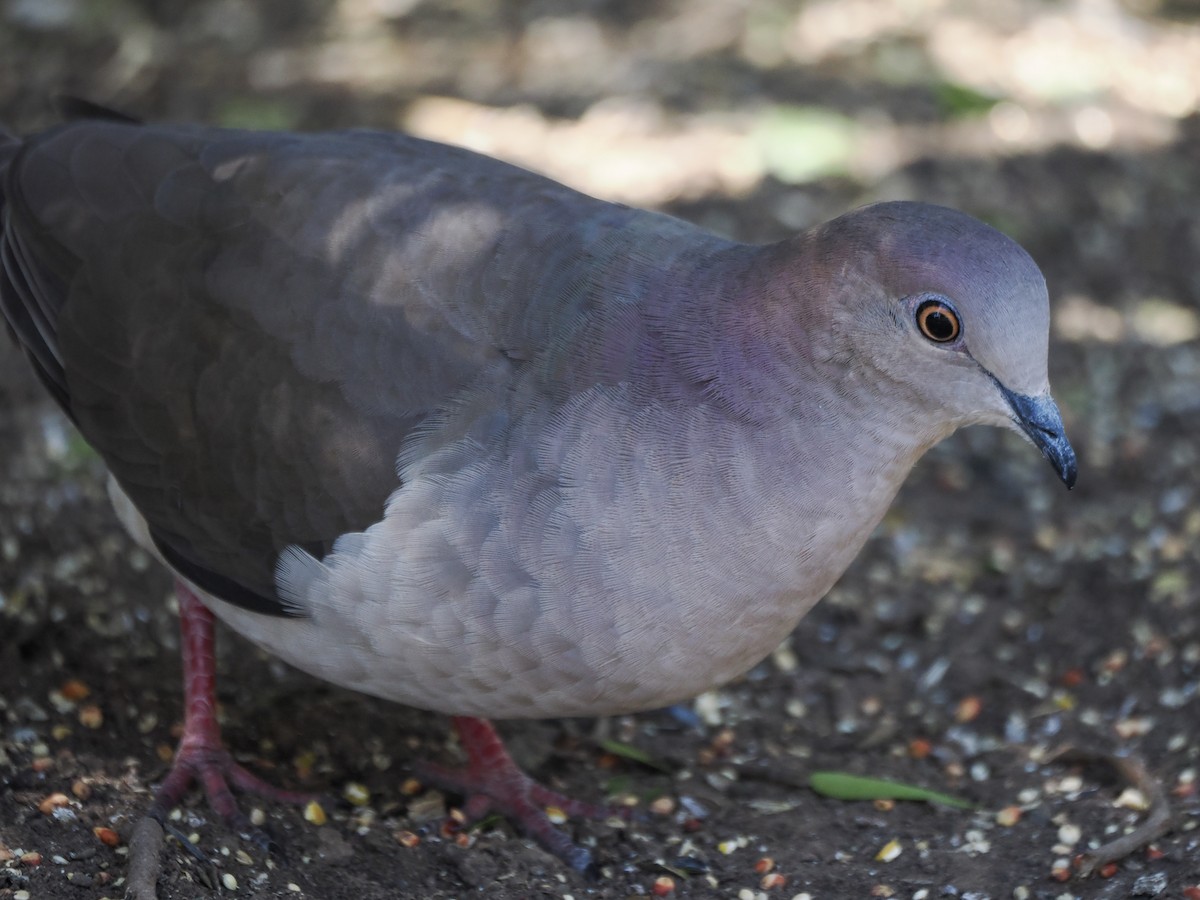 White-tipped Dove - ML632091146