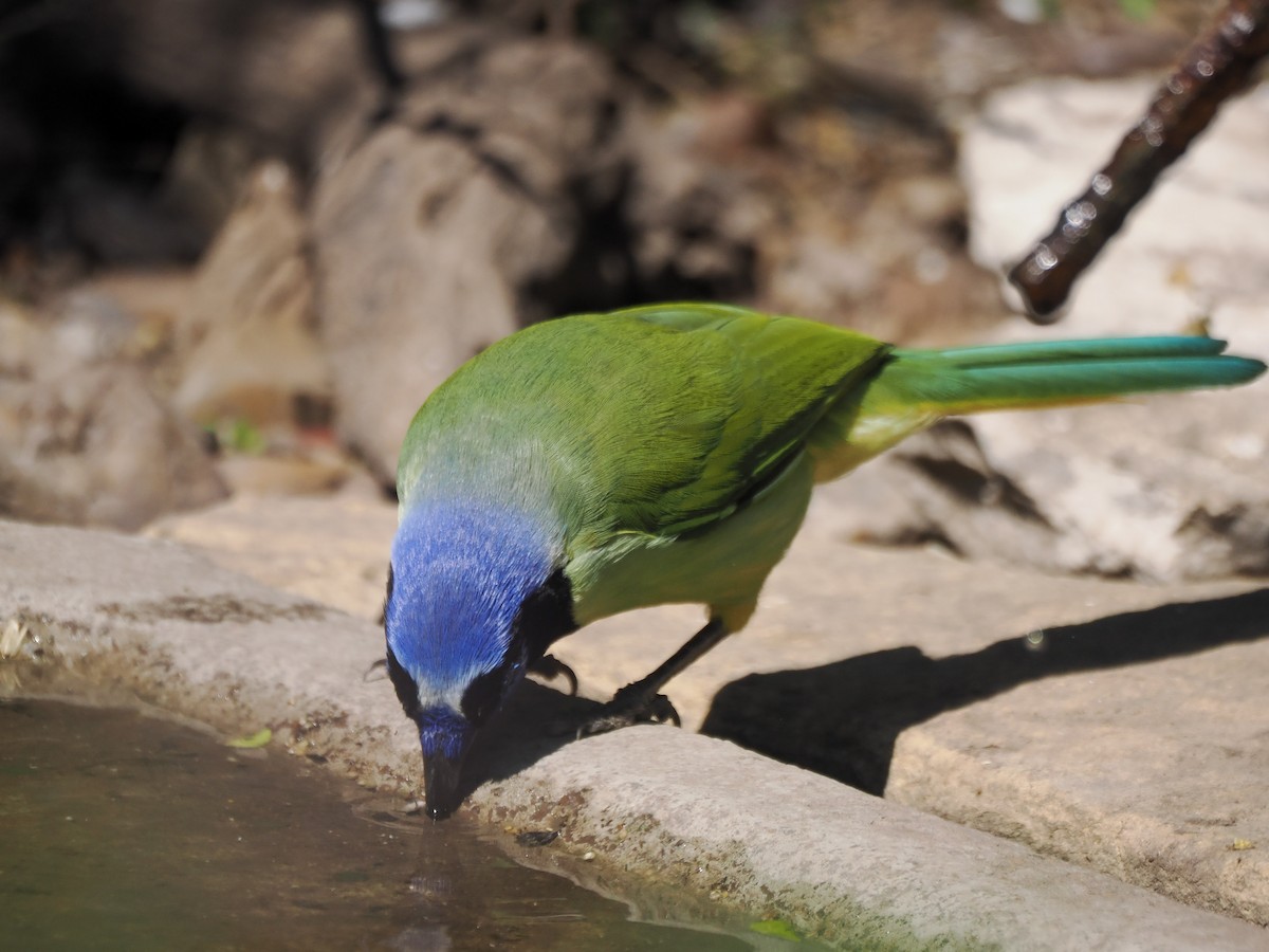 Green Jay - ML632091150