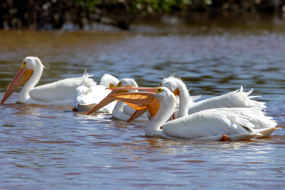 American White Pelican - ML632091174
