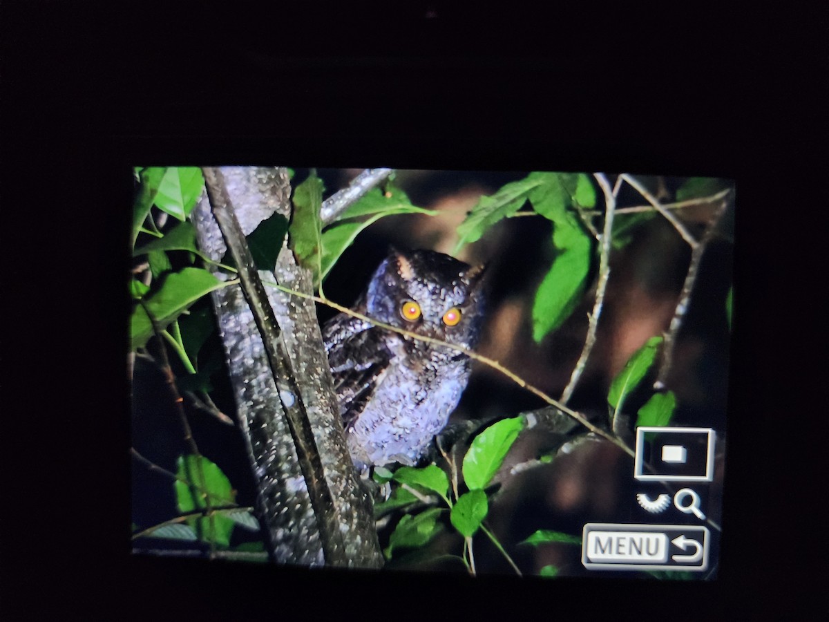 Luzon Scops-Owl - ML632091354