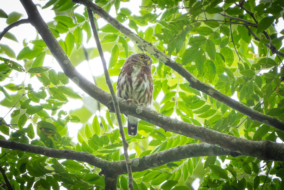 Least Pygmy-Owl - ML632091404