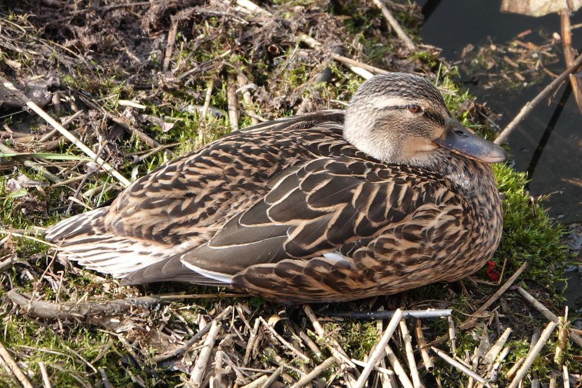 Mallard - ML632091430