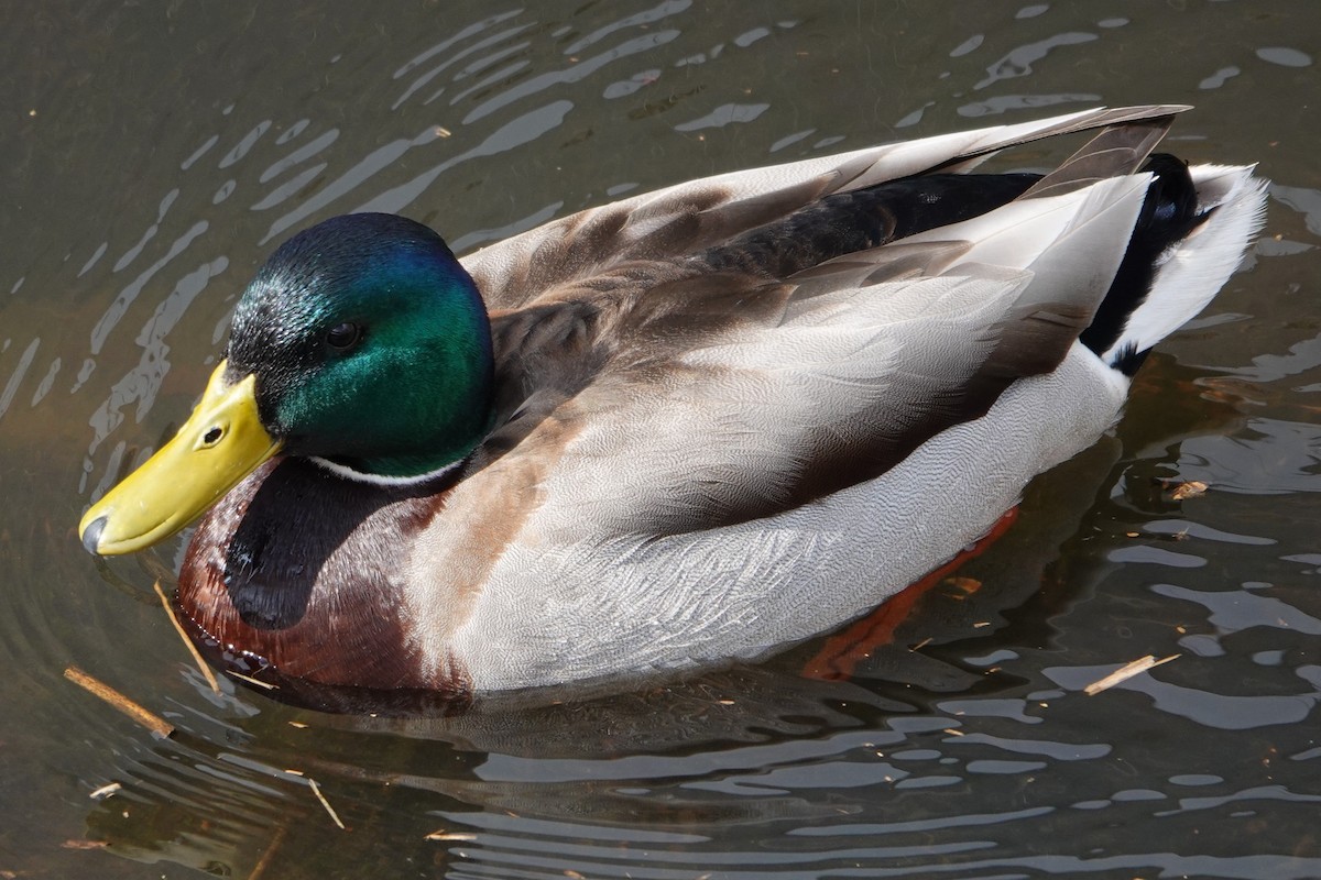 Mallard - ML632091433