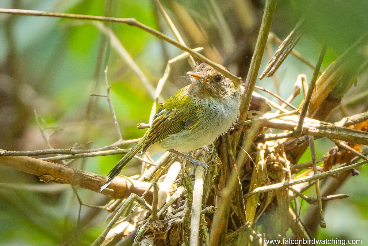 Fork-tailed Pygmy-Tyrant - ML632091444