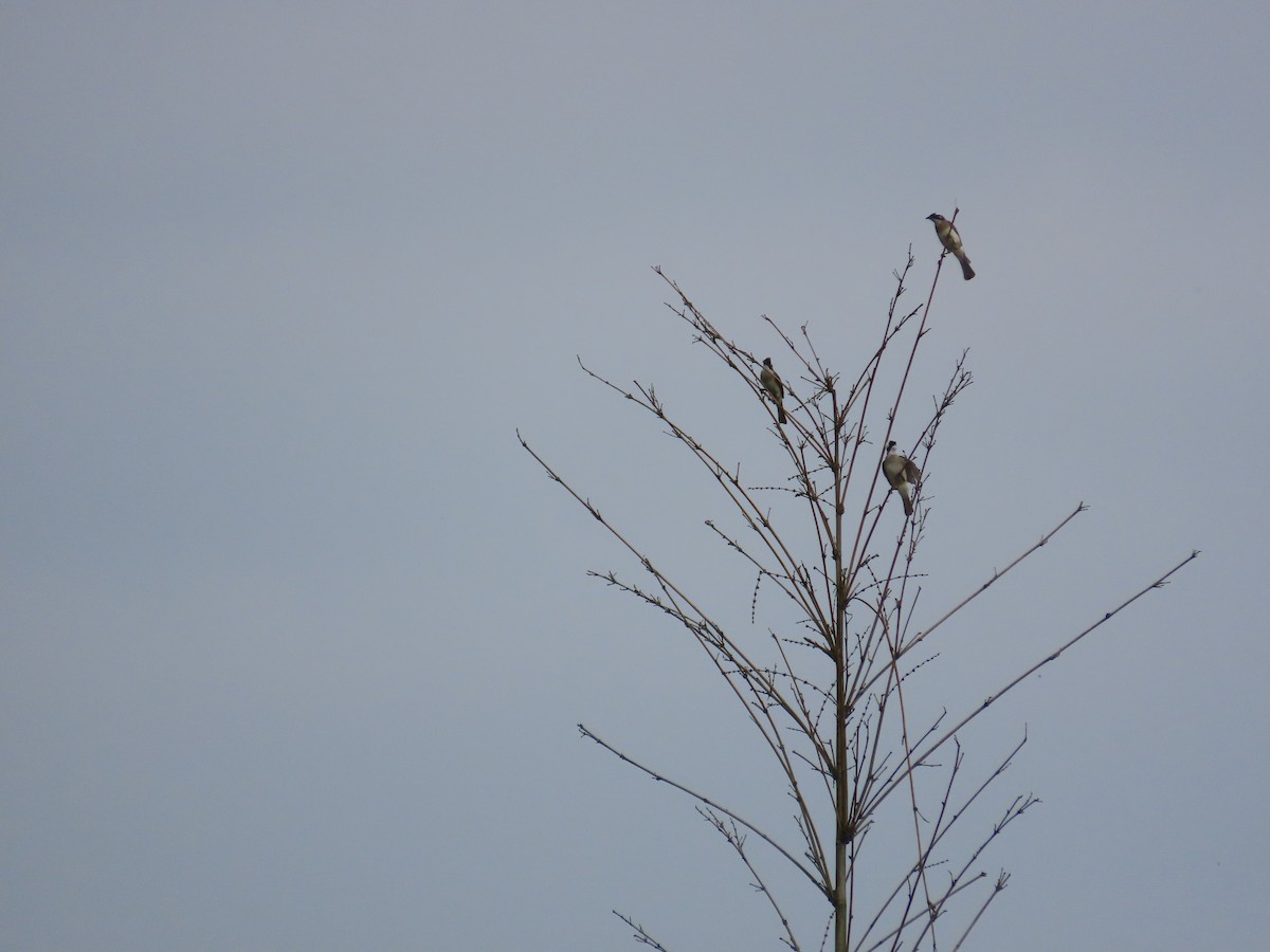 Light-vented Bulbul - ML632091464