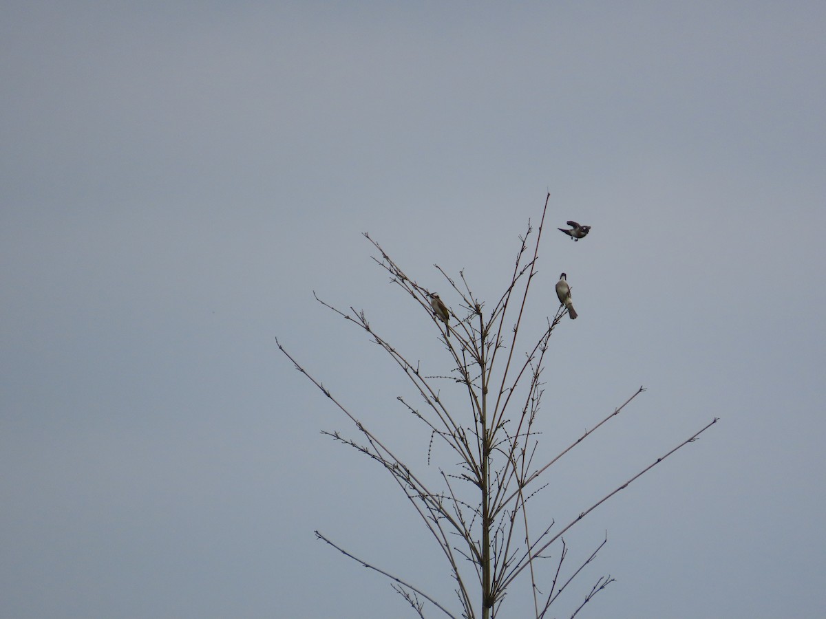 Light-vented Bulbul - ML632091466