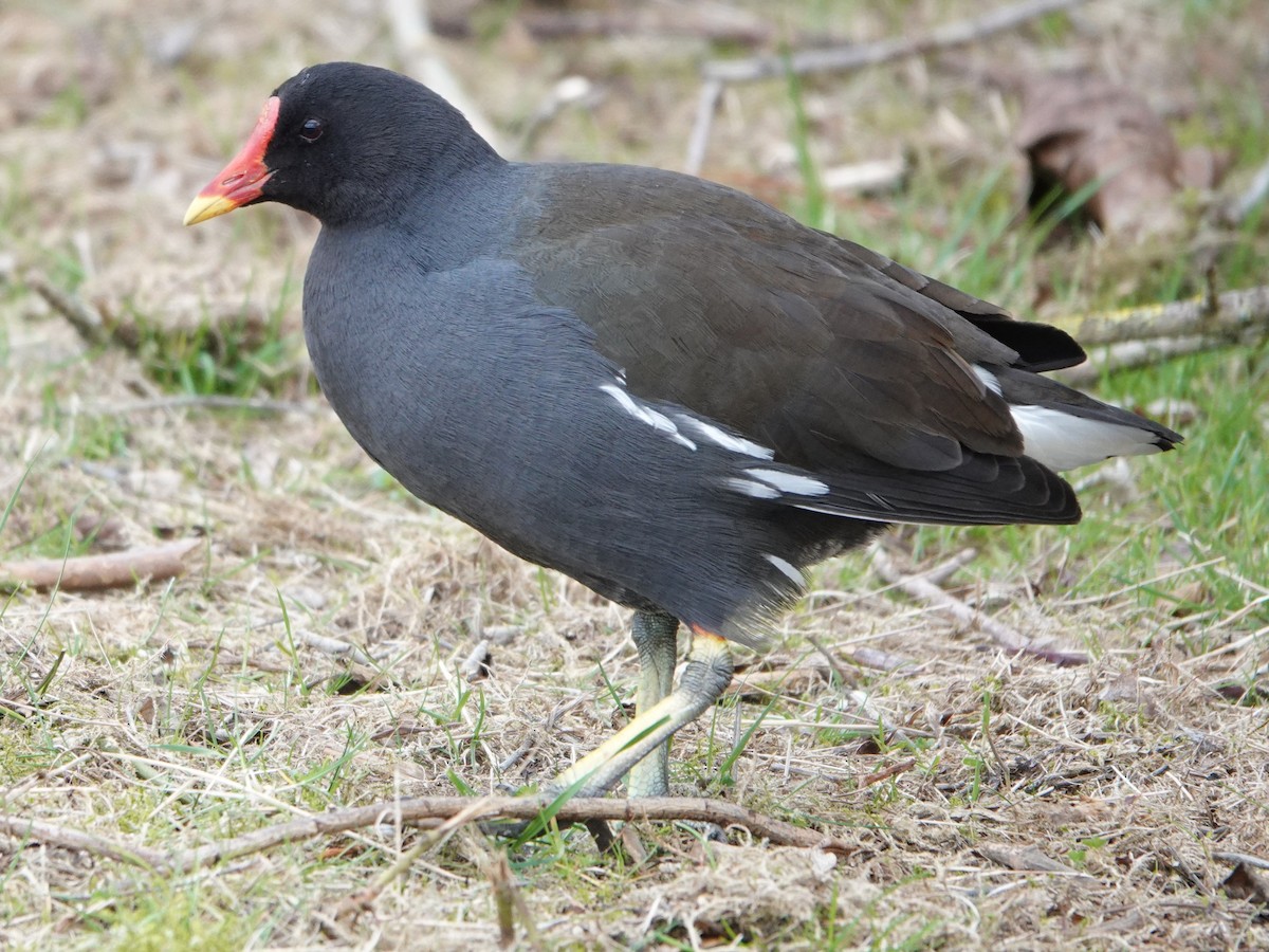 Eurasian Moorhen - ML632091506