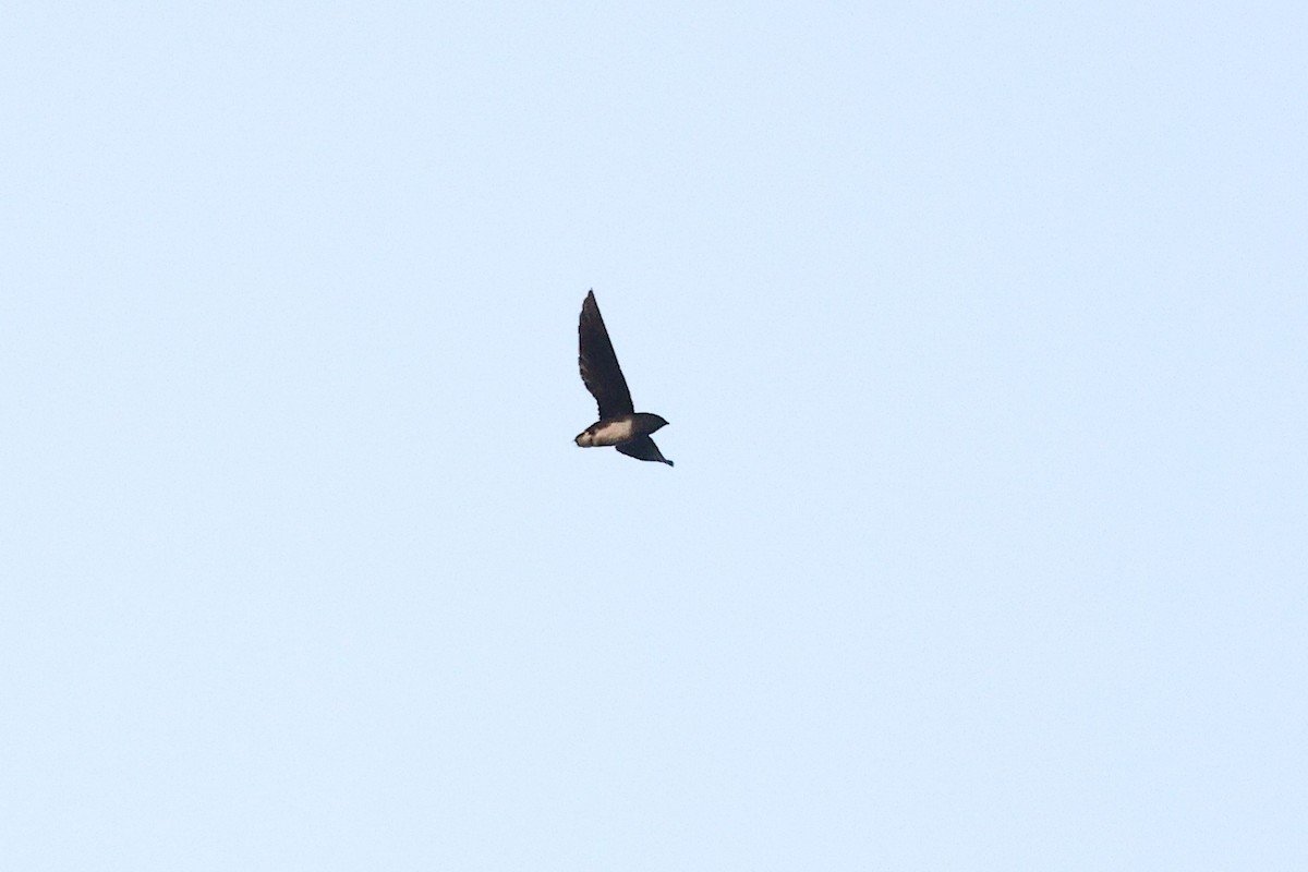 Cassin's Spinetail - ML632091538