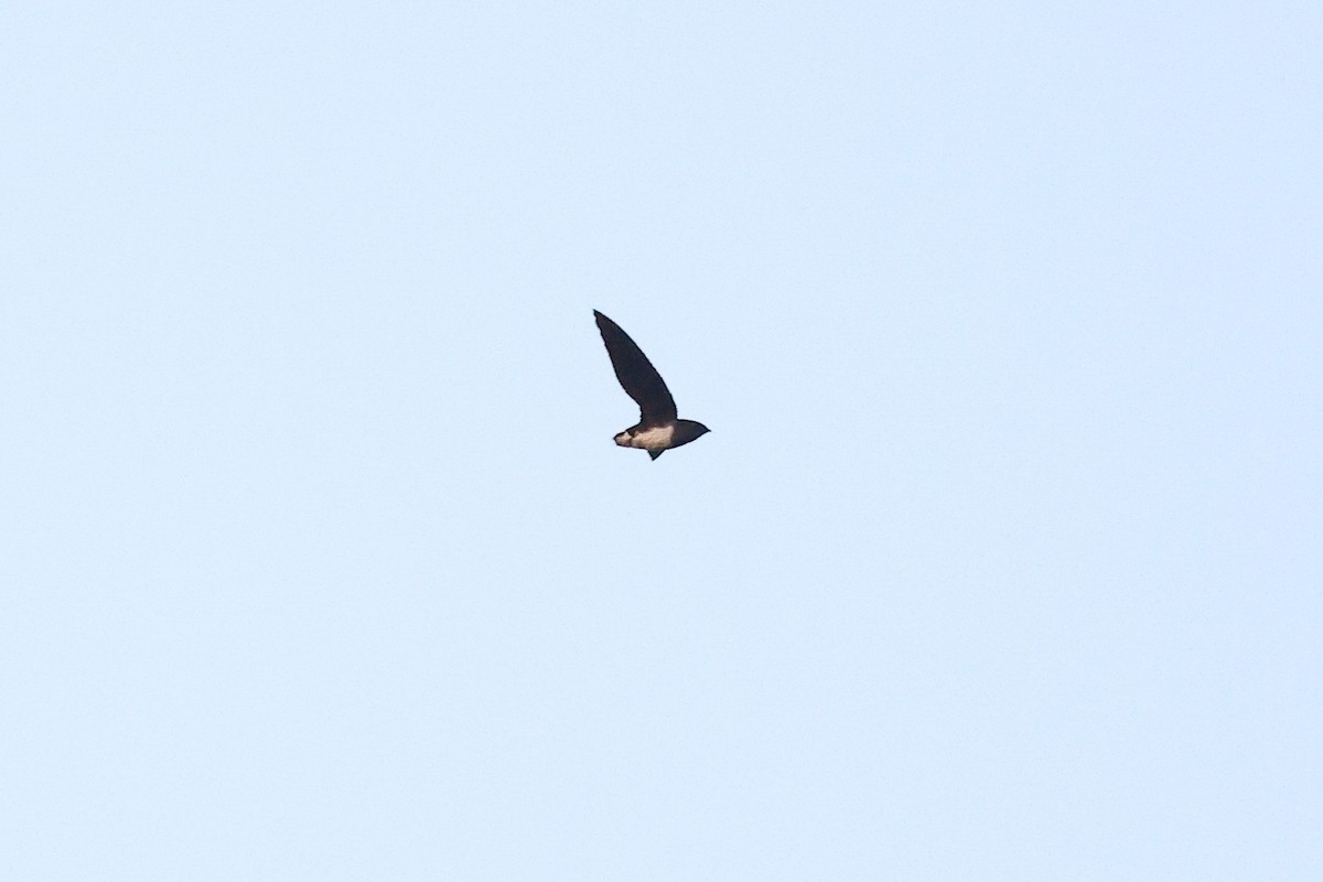 Cassin's Spinetail - ML632091543