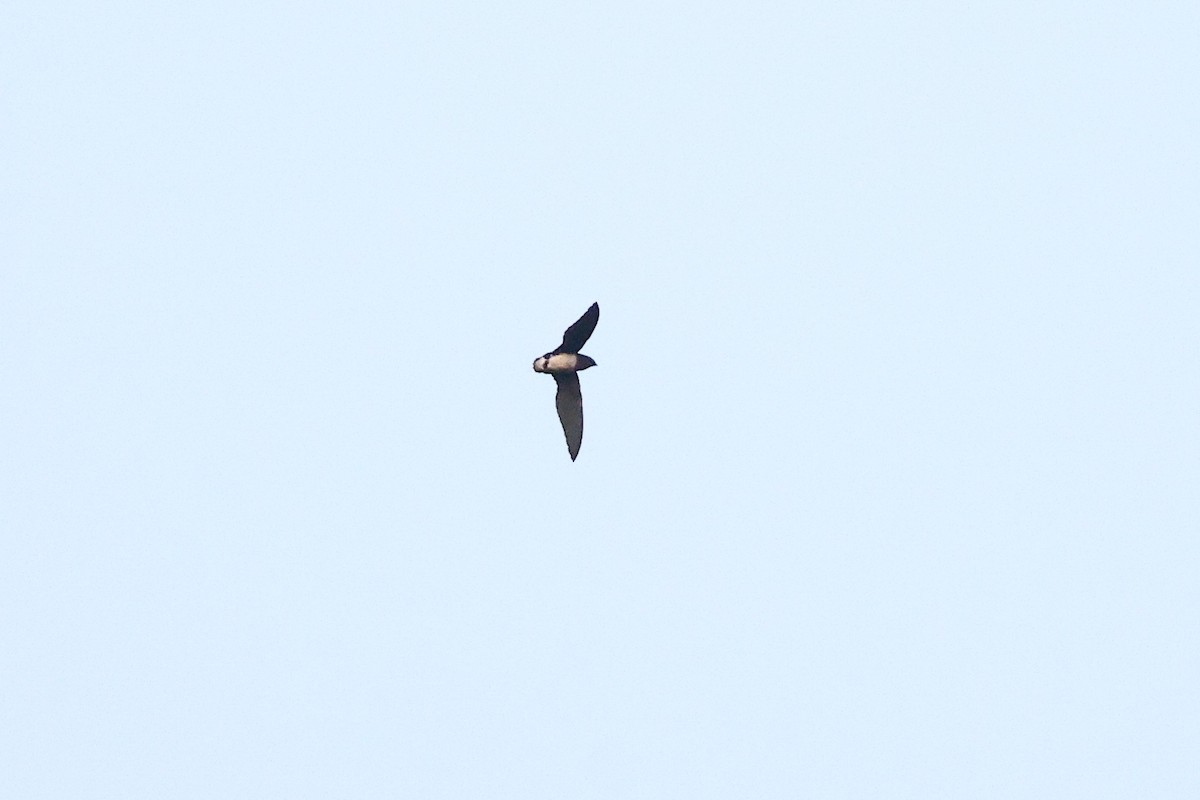 Cassin's Spinetail - ML632091547