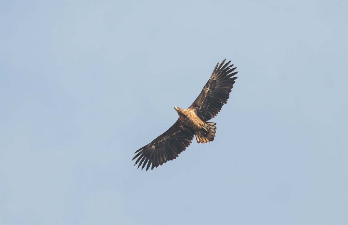 White-tailed Eagle - ML632091612