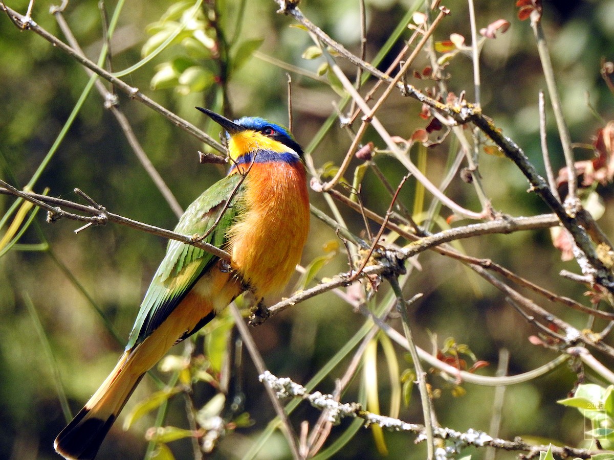 Ethiopian Bee-eater - ML632091666