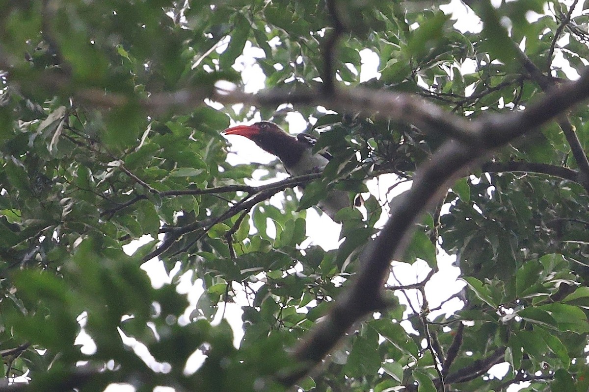 Red-billed Dwarf Hornbill - ML632091667
