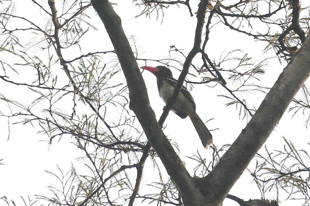 Red-billed Dwarf Hornbill - ML632091668