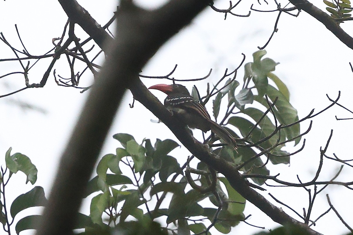Red-billed Dwarf Hornbill - ML632091669