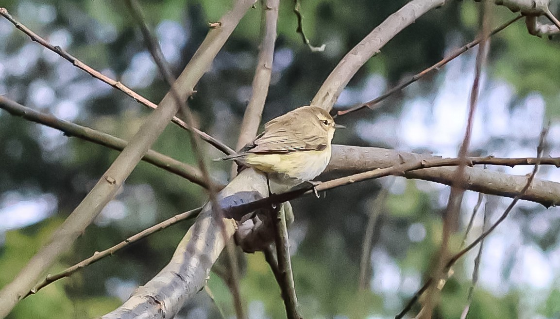 Common Chiffchaff - ML632091671