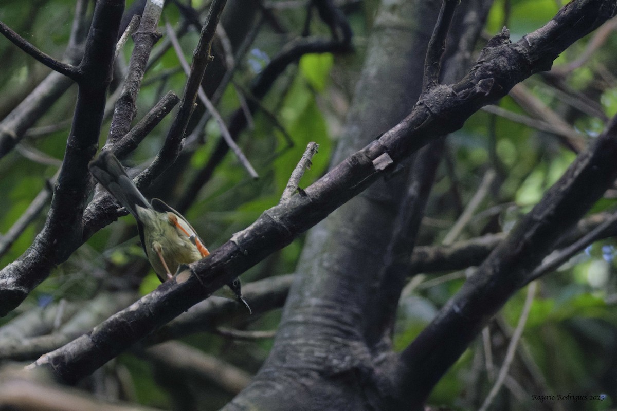 Bar-throated Apalis - ML632091757