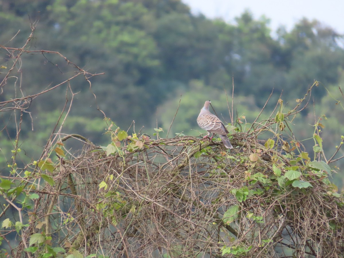 Oriental Turtle-Dove - ML632091794