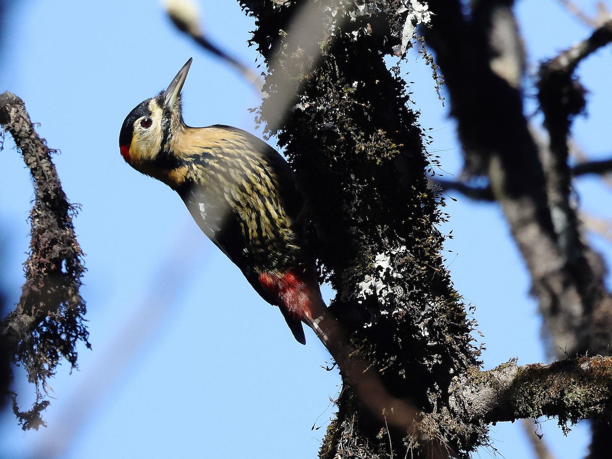 Darjeeling Woodpecker - ML632091798