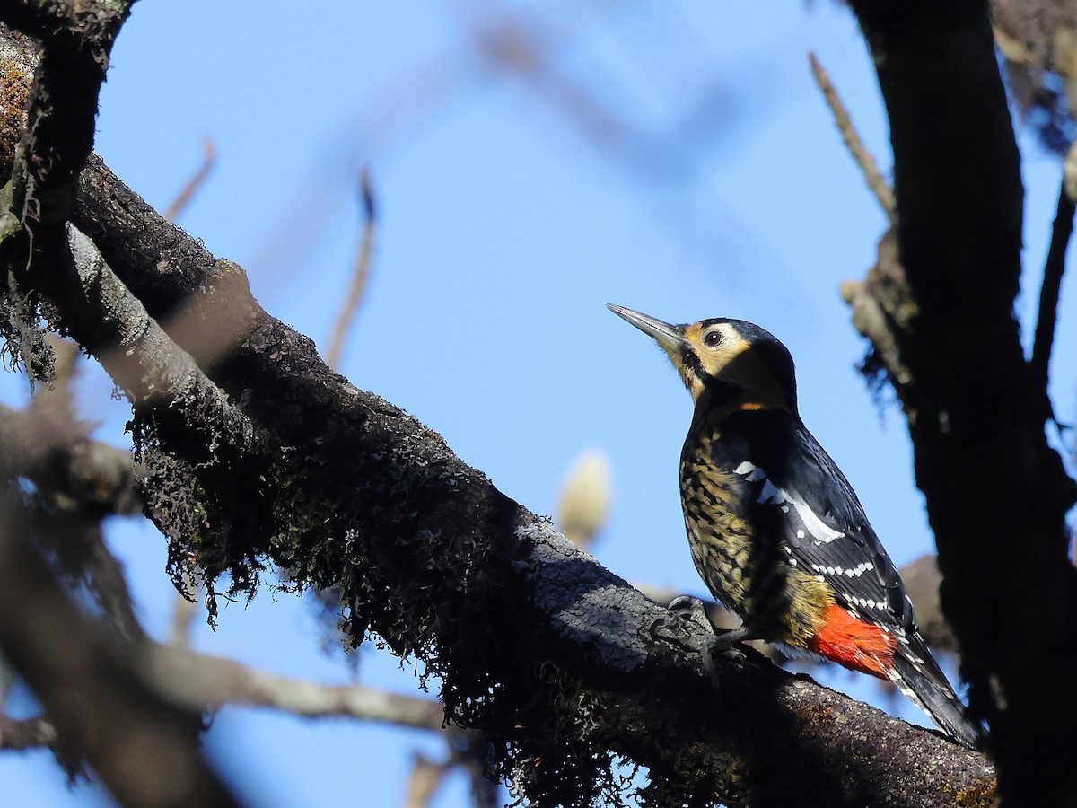 Darjeeling Woodpecker - ML632091799