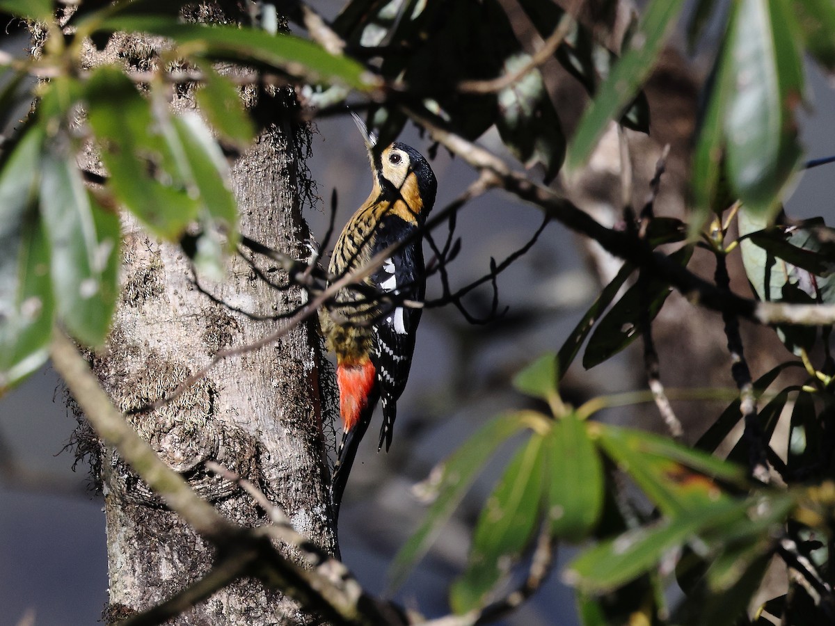 Darjeeling Woodpecker - ML632091800