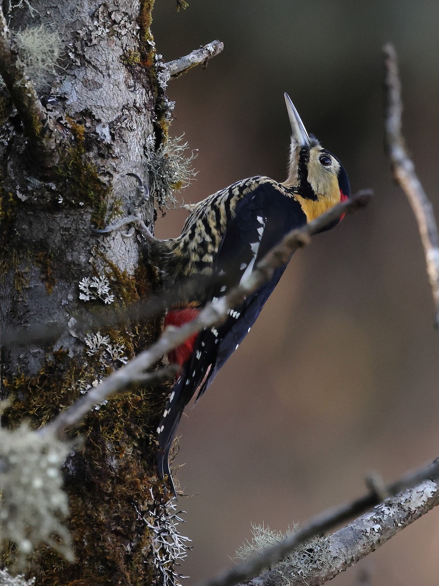 Darjeeling Woodpecker - ML632091801