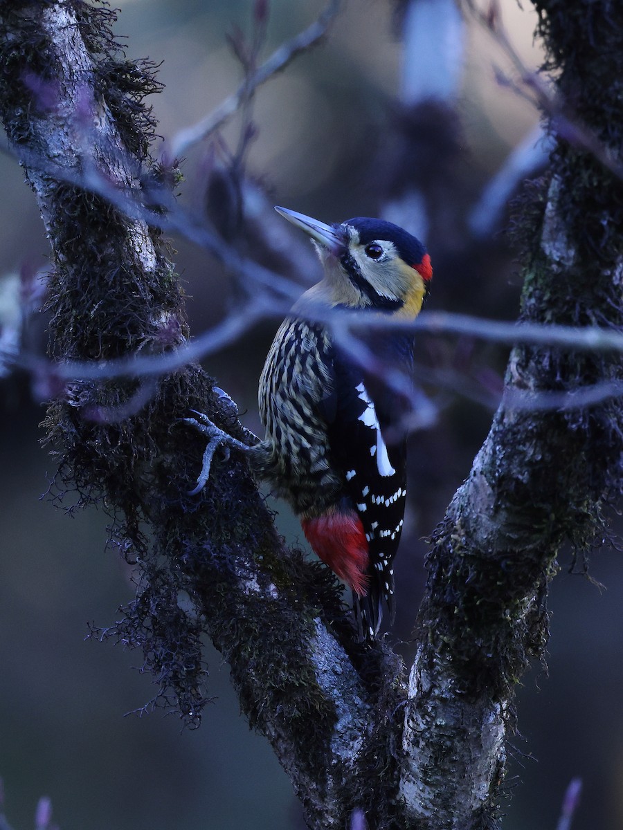 Darjeeling Woodpecker - ML632091802