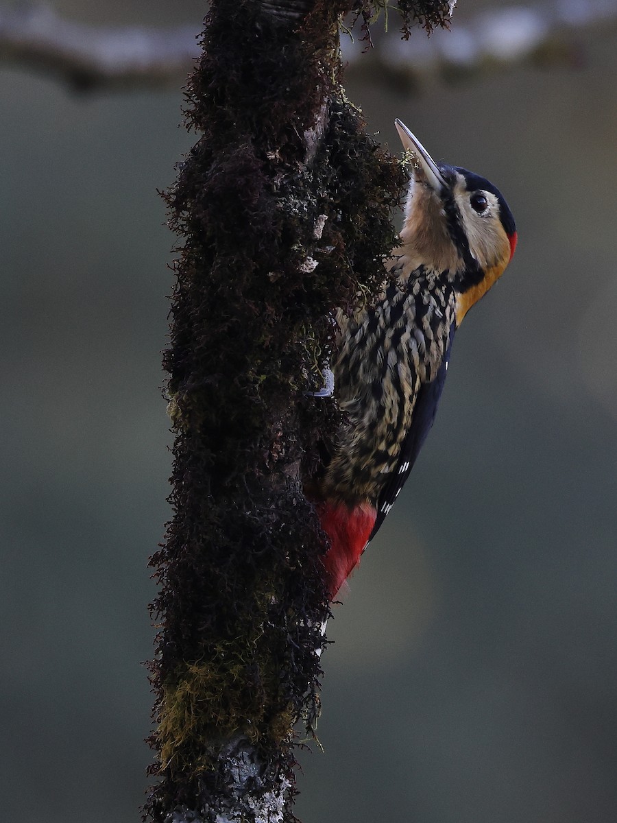 Darjeeling Woodpecker - ML632091815