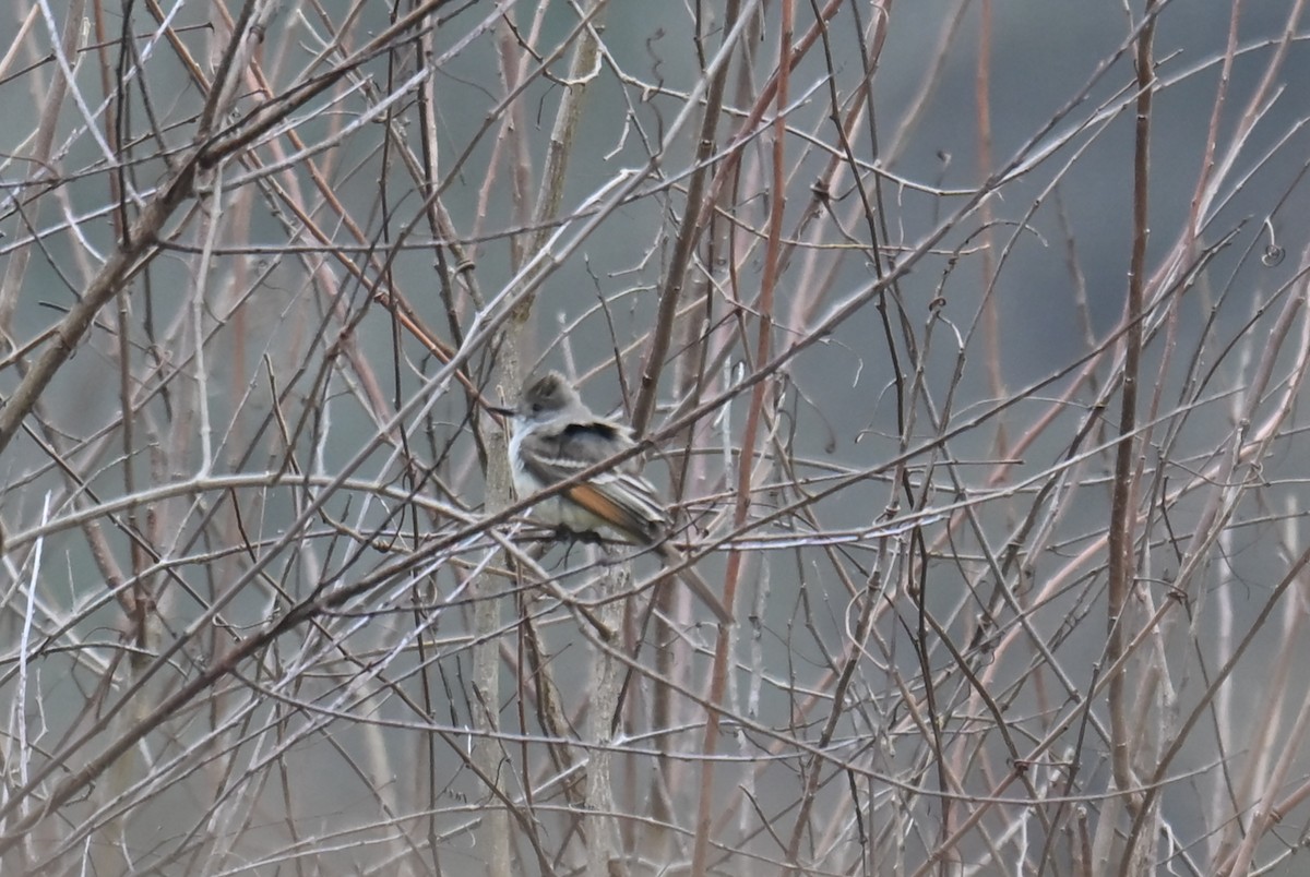 Ash-throated Flycatcher - ML632091820