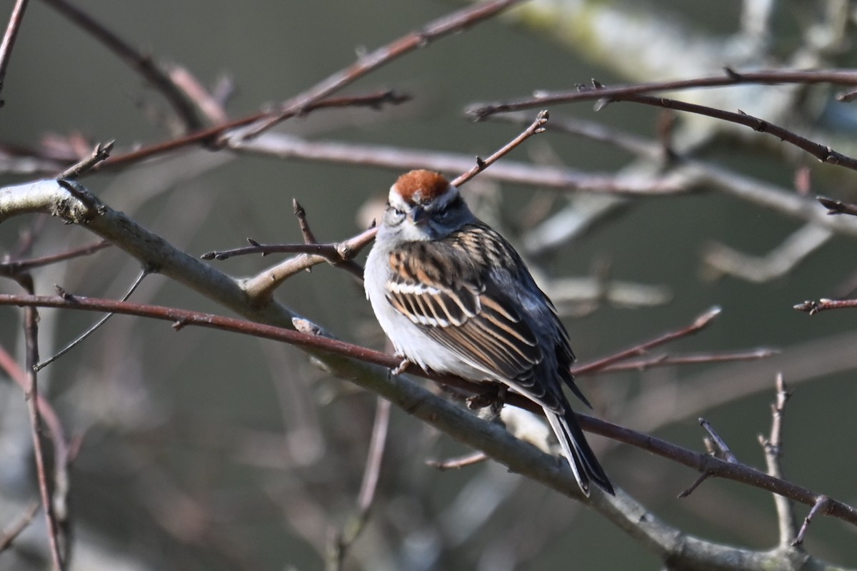 Chipping Sparrow - ML632091834