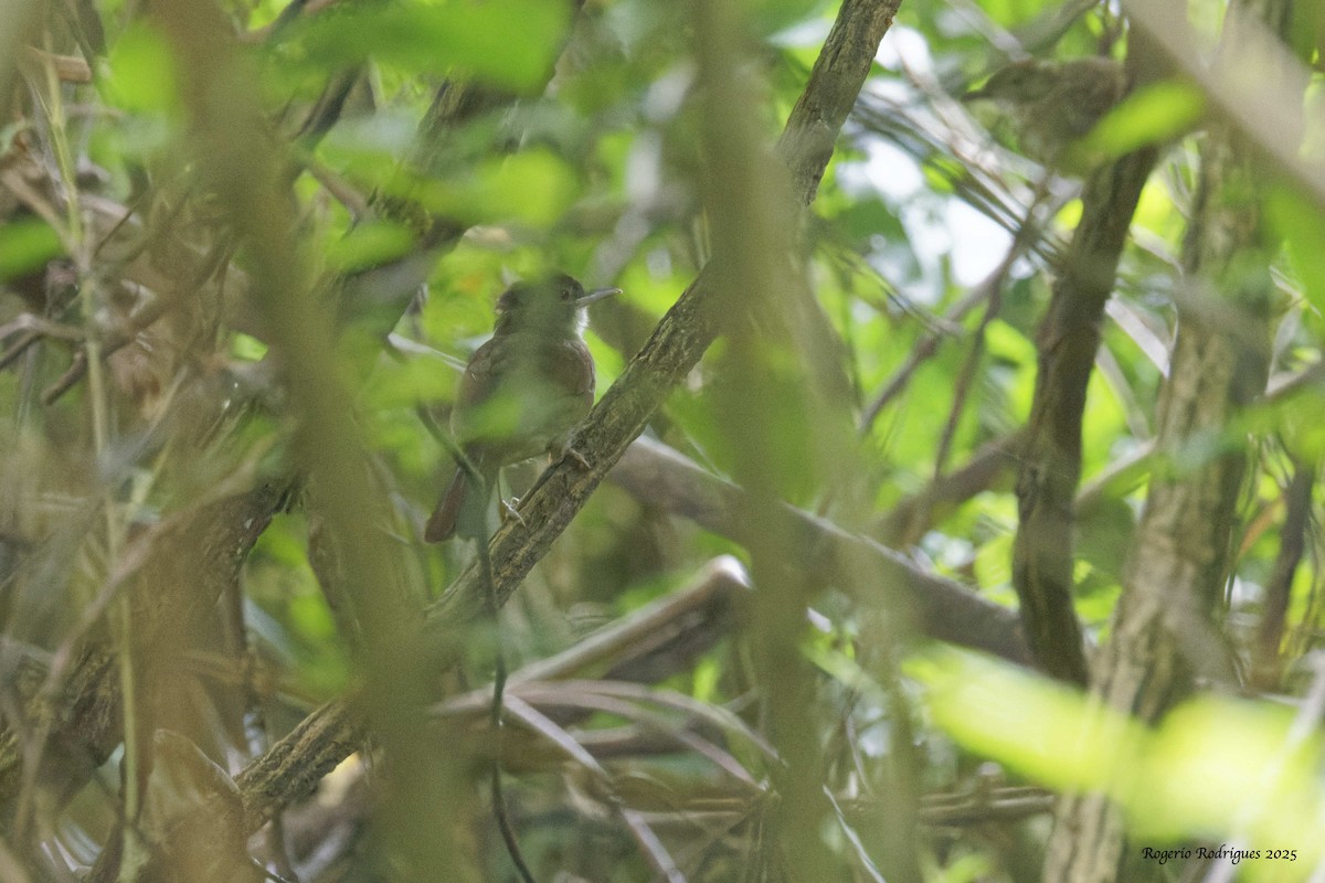 Terrestrial Brownbul - ML632091853