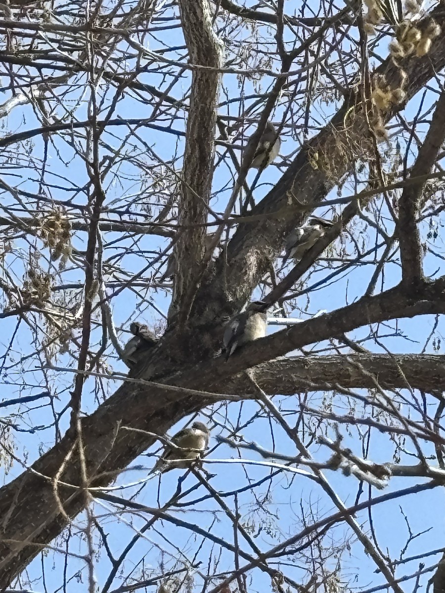 Cedar Waxwing - ML632091856