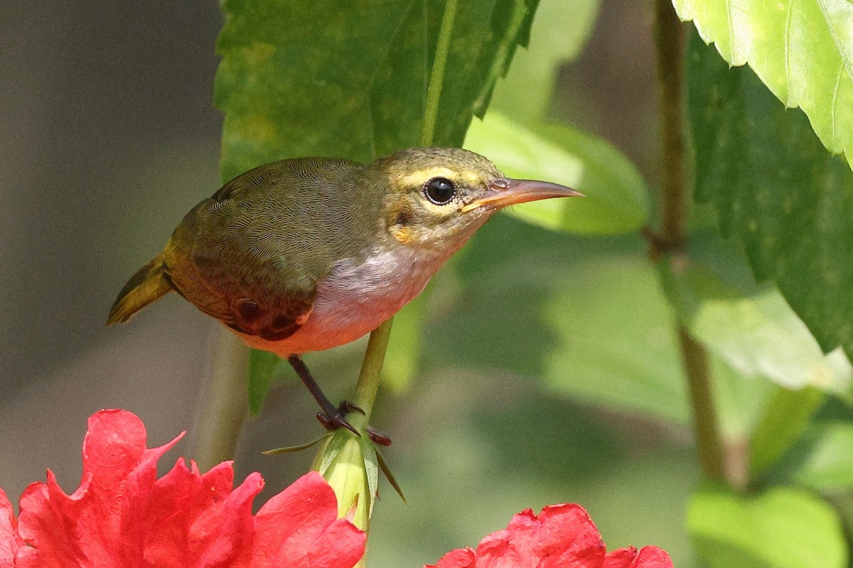 Fraser's Sunbird - ML632091860