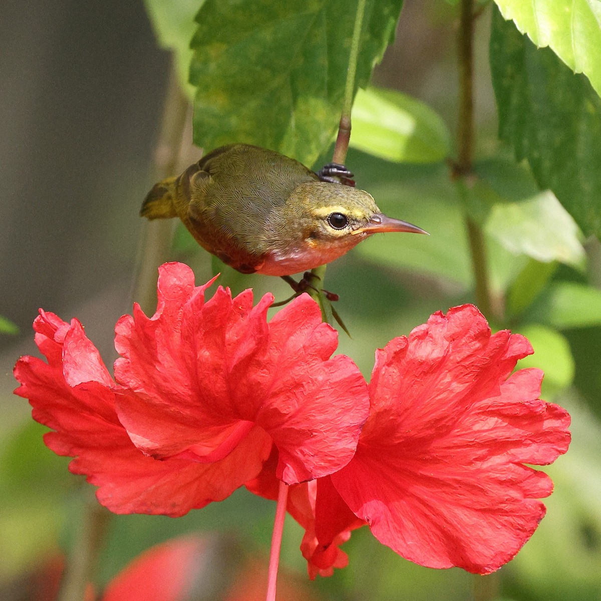 Fraser's Sunbird - ML632091877