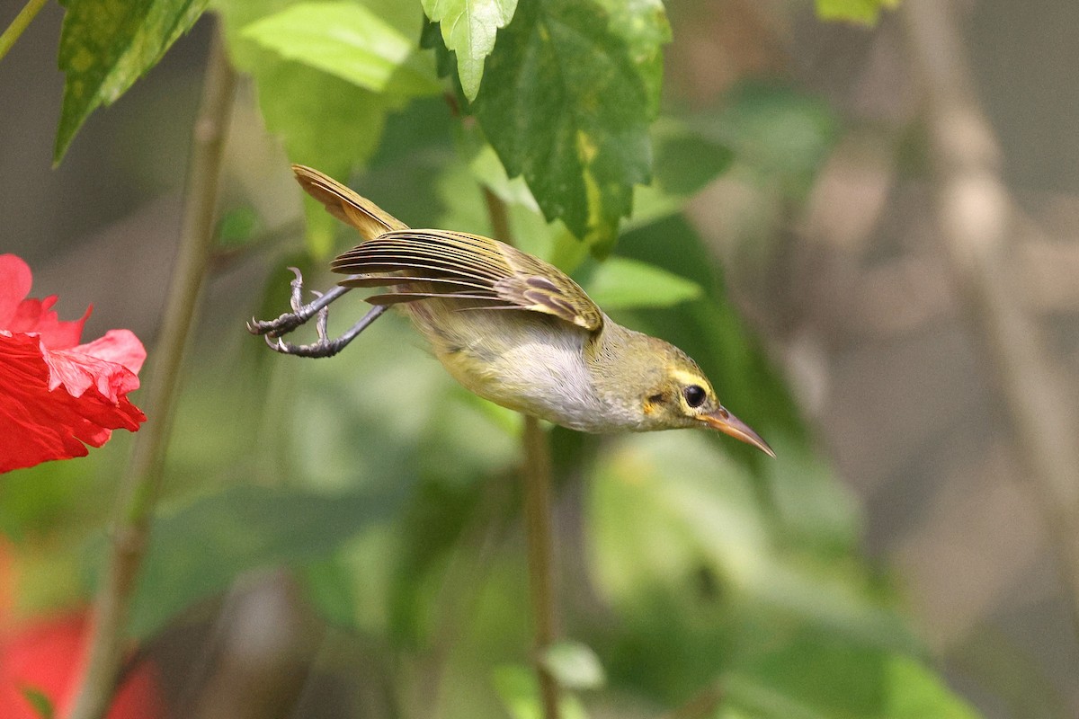 Fraser's Sunbird - ML632091881