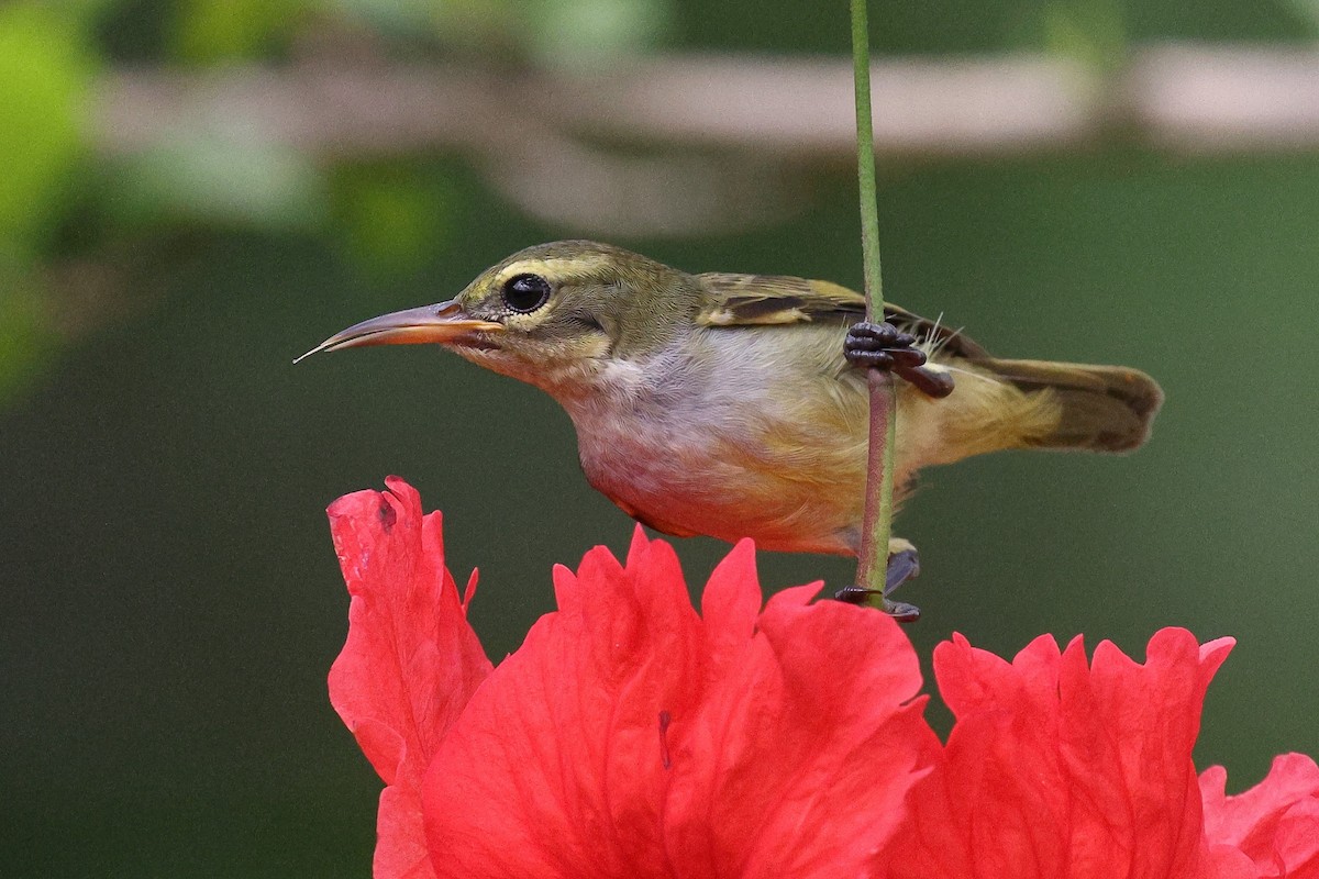 Fraser's Sunbird - ML632091883