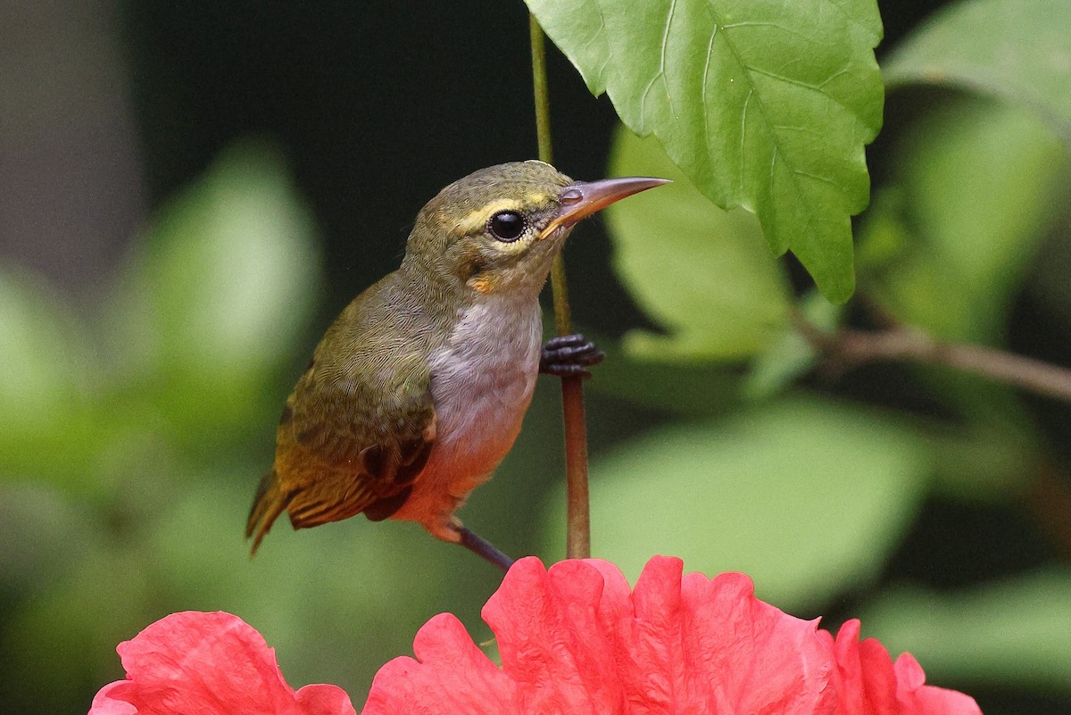 Fraser's Sunbird - ML632091885