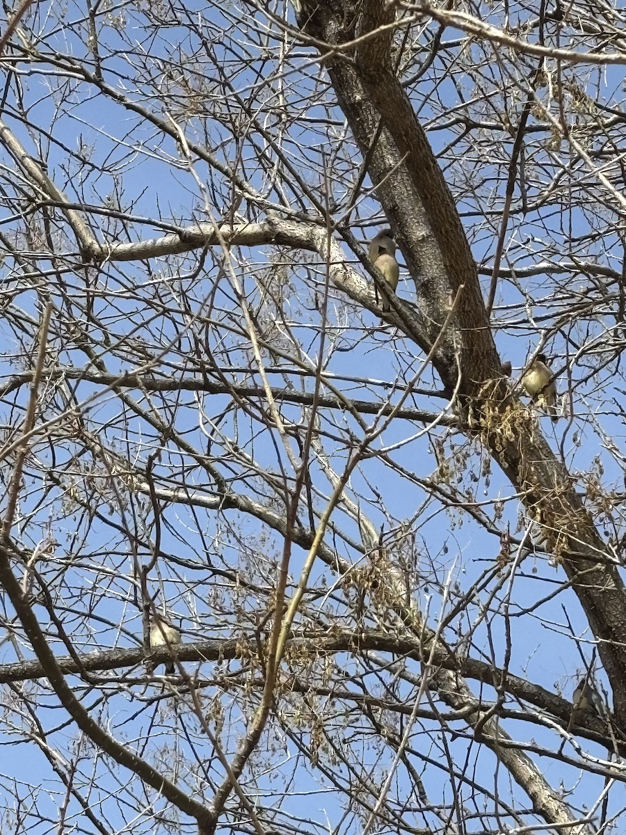 Cedar Waxwing - ML632091888