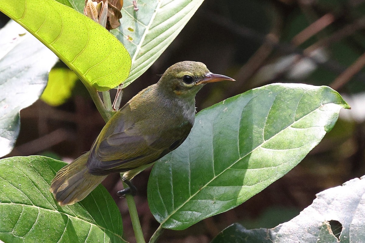 Fraser's Sunbird - ML632091890