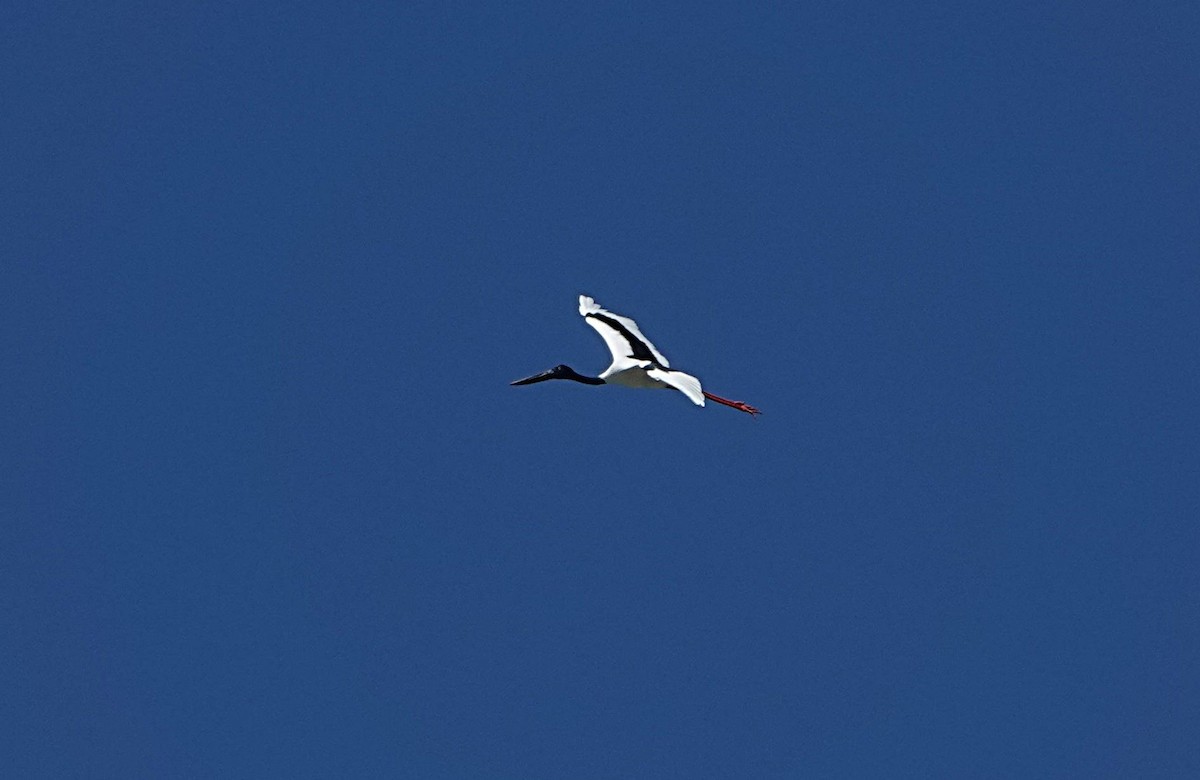Jabirú Asiático - ML632091897