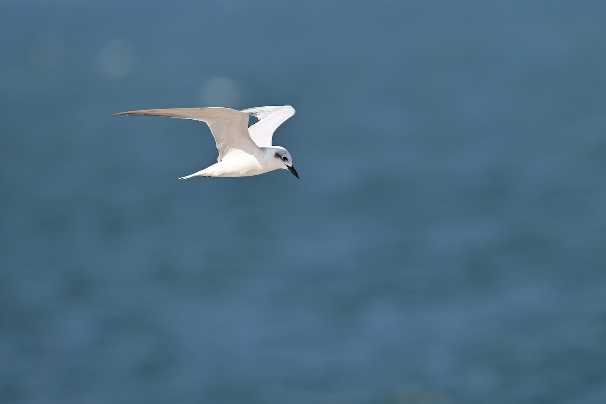 Gull-billed Tern - ML632091917