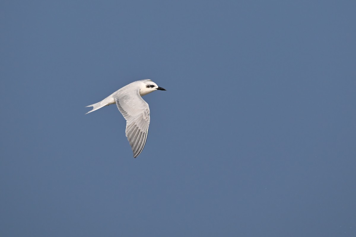 Gull-billed Tern - ML632091918