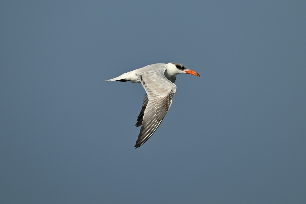 Caspian Tern - ML632091921
