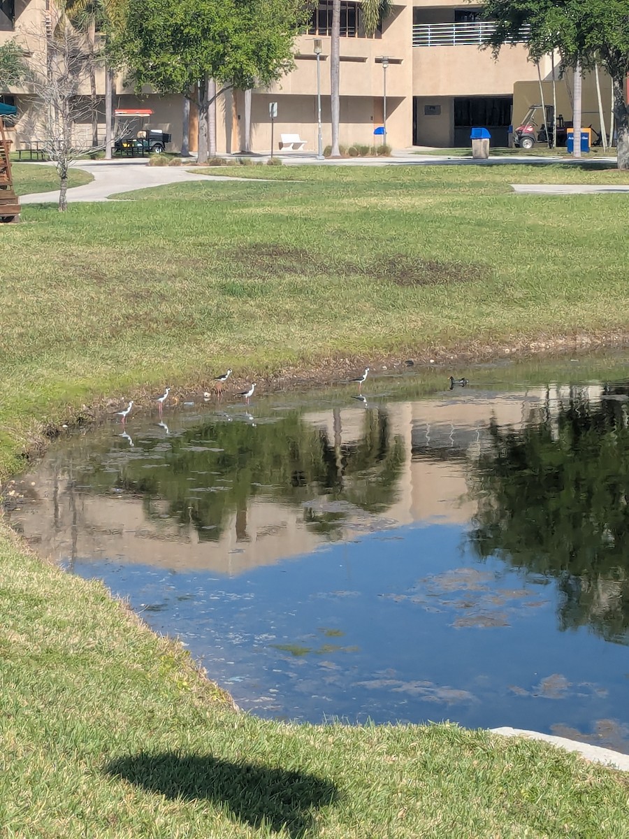 Black-necked Stilt - ML632091923