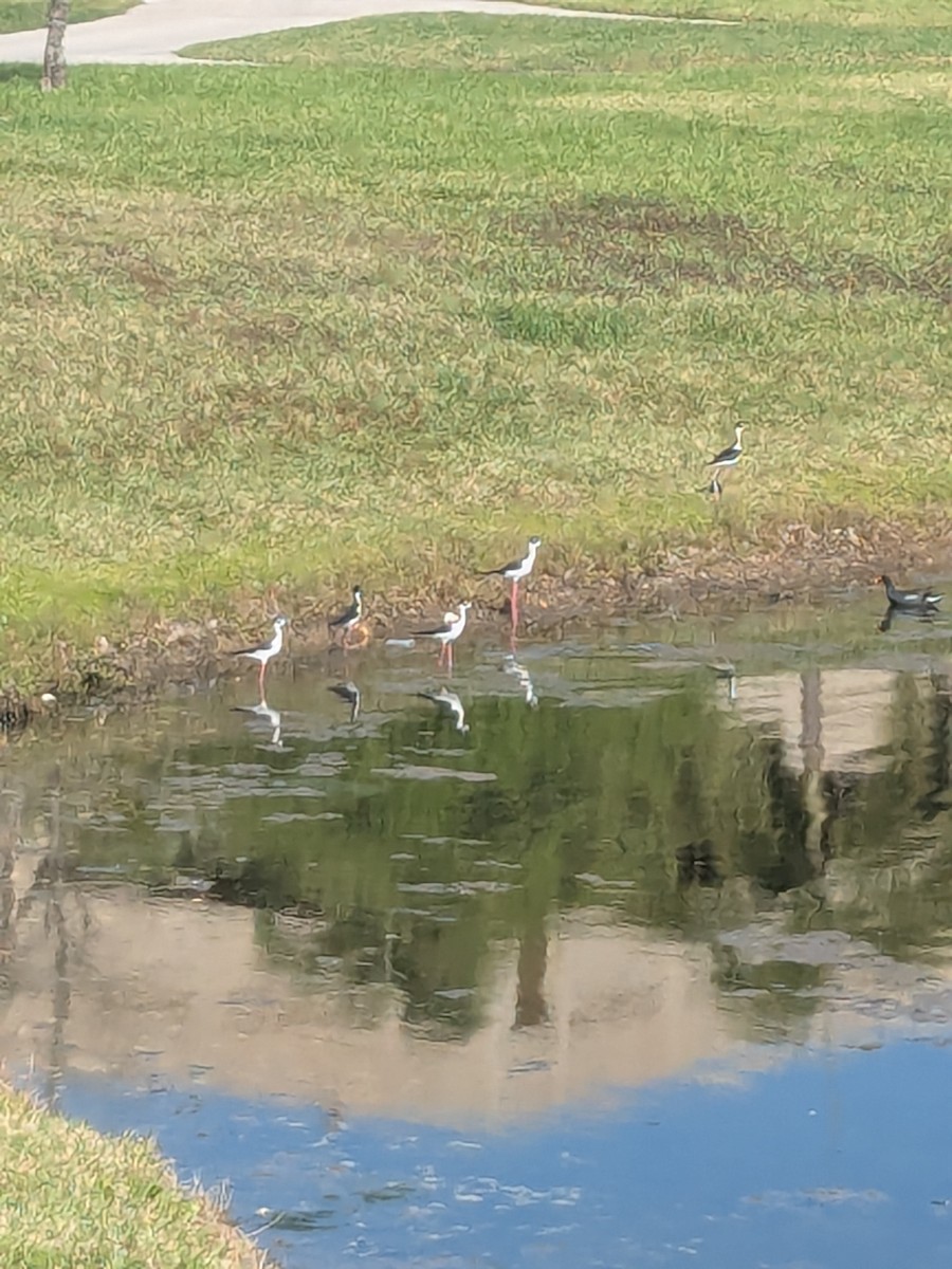 Black-necked Stilt - ML632091928