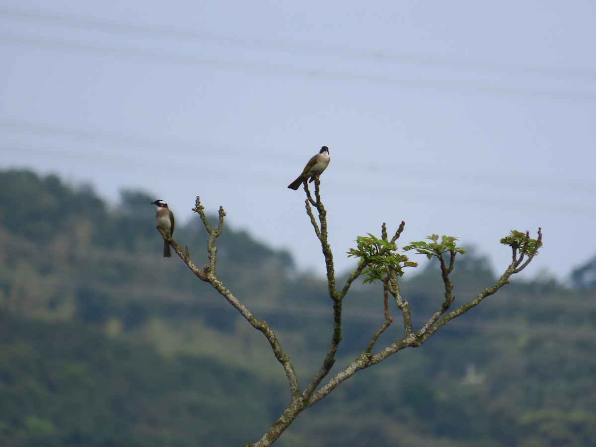 Light-vented Bulbul - ML632092127